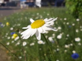 Swansea soaks up burst of wildflower colour this summer